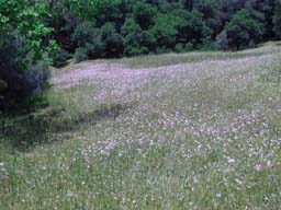 DSCN2741A