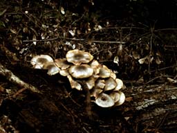DSCN0011A