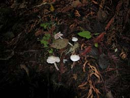 DSCN0005