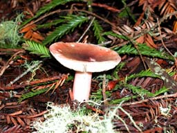DSCN0010