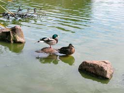 DSCN1415